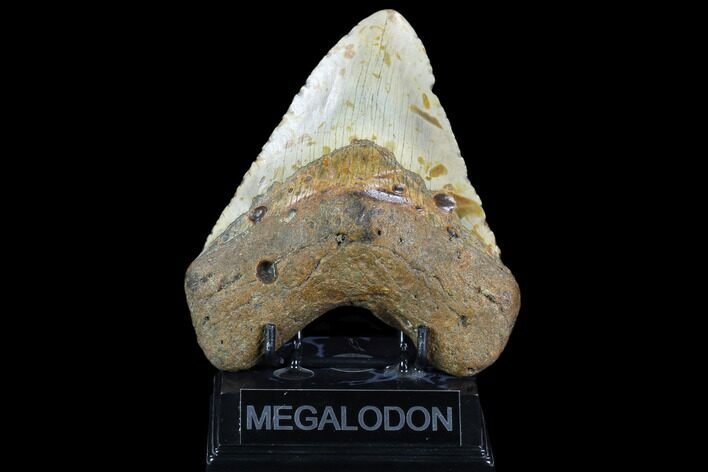 Huge, Fossil Megalodon Tooth - North Carolina #124322